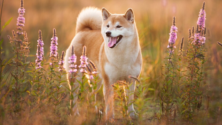Shiba Inu Sees Surge in Market Interest Despite Mixed Sentiments Among Traders
